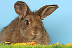 Kaninchen / rabbit