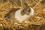 Zwergkaninchen / dwarf rabbit