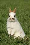 Zwergkaninchen / dwarf rabbit