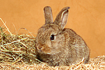 Zwergkaninchen / dwarf rabbit