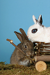 Zwergkaninchen / dwarf rabbits