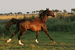 galoppierender Holsteiner / galloping Holsteiner