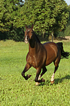 galoppierendes Warmblut / galloping warmblood