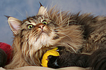 Maine Coon