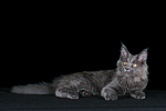 junge Maine Coon / young maine coon