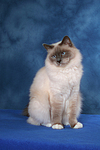 sitzende Heilige Birma / sitting Sacred Birman