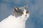 Britisch Kurzhaar / british shorthair