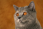 Britisch Kurzhaar / british shorthair