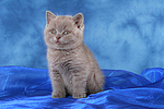 sitzendes Britisch Kurzhaar Kätzchen / sitting british shorthair kitten