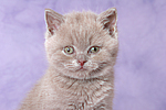 Britisch Kurzhaar Kätzchen Portrait / british shorthair kitten portrait