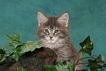 Maine Coon Kätzchen / maine coon kitten