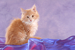 sitzendes Maine Coon Kätzchen / sitting maine coon kitten