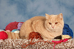 Britisch Kurzhaar / british shorthair