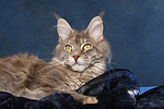 Maine Coon