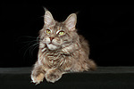 Maine Coon