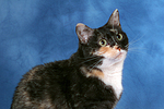 Hauskatze Portrait / domestic cat portrait