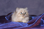 liegendes Perser Colourpoint Kätzchen / lying persian colourpoint kitten