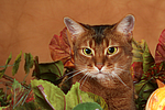 Abessinier / abyssinian cat