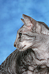 Orientalisch Kurzhaar / oriental shorthair