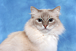 Heilige Birma / sacred birman