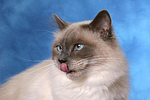 Heilige Birma Portrait / Sacred Birman portrait