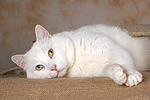 liegender weißer BKH-Mix / lying white domestic cat