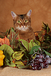 Abessinier / abyssinian cat