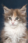 Maine Coon Kätzchen / maine coon kitten