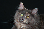 Maine Coon