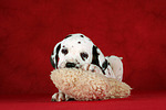 Dalmatiner Welpe / dalmatian puppy