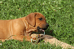 Rhodesian Ridgeback Welpe / rhodesian ridgeback puppy