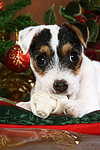 Parson Russell Terrier Welpe zu Weihnachten / PRT puppy at christmas