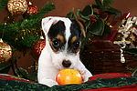 Parson Russell Terrier Welpe zu Weihnachten / PRT puppy at christmas