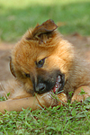 fressender Harzer Fuchs Welpe / eating Harzer Fuchs puppy