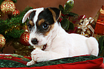 Parson Russell Terrier Welpe zu Weihnachten / PRT puppy at christmas