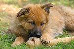 fressender Harzer Fuchs Welpe / eating Harzer Fuchs puppy