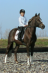 Deutscher Reitpony Hengst / pony stallion