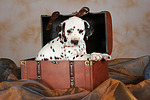 Dalmatiner Welpe / dalmatian puppy