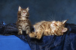 Maine Coons