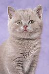 Britisch Kurzhaar Kätzchen Portrait / british shorthair kitten portrait