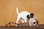 Parson Russell Terrier Welpe / PRT puppy