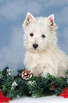 sitzender West Highland White Terrier Welpe / sitting West Highland White Terrier Puppy