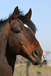 Deutscher Reitpony Hengst / pony stallion