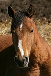 Deutsches Reitpony / pony