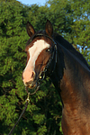 Deutsches Reitpony Portrait / pony portrait