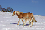 Haflinger / haflinger horses