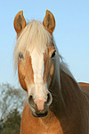 Haflinger Portrait / haflinger horse portrait