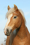 Haflinger Portrait / haflinger horse portrait