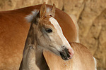 Haflinger Fohlen / haflinger horse foal