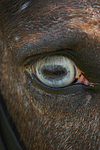 Deutsches Reitpony Auge / pony eye